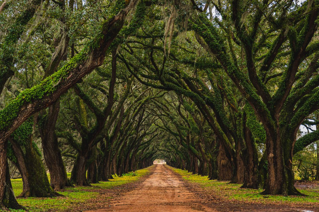 Evergreen Plantation - Photo by scarter-photography.com