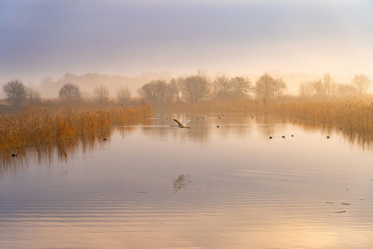 RSPB Ham Wall