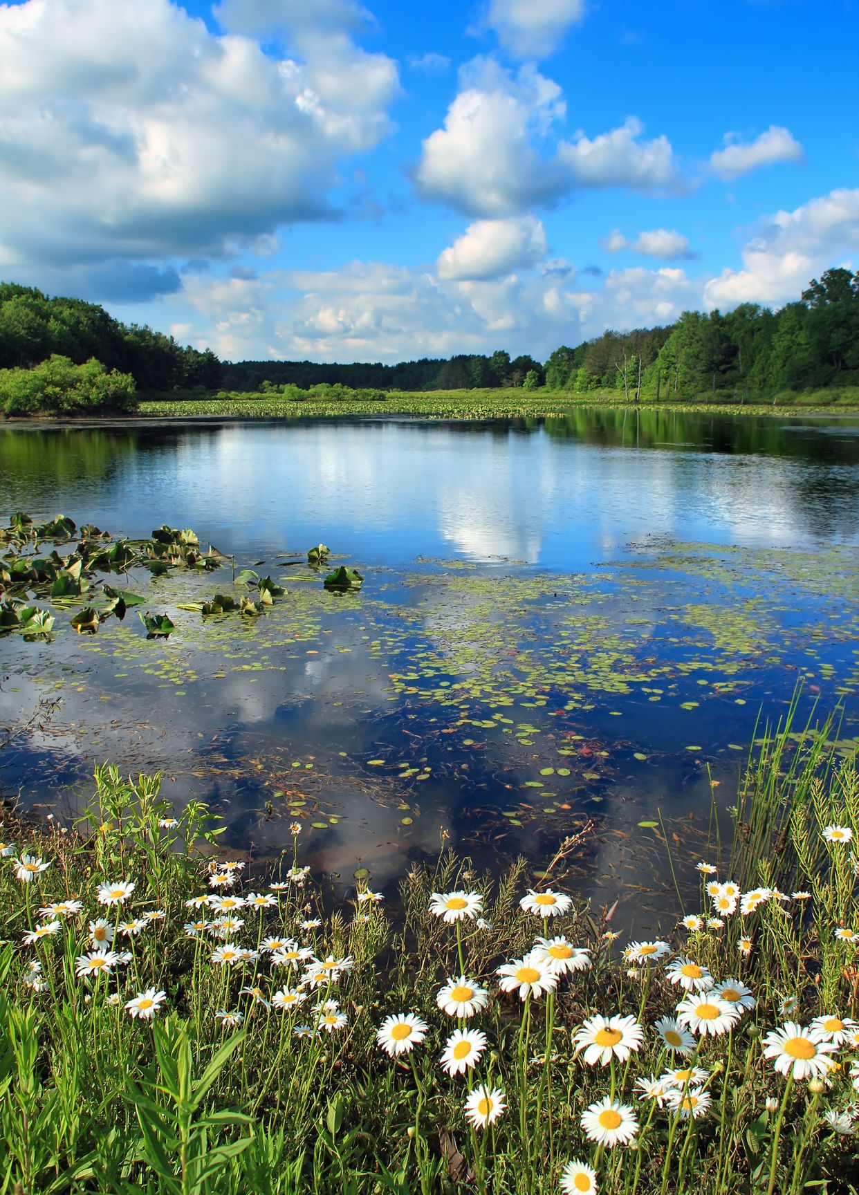 Wetland View