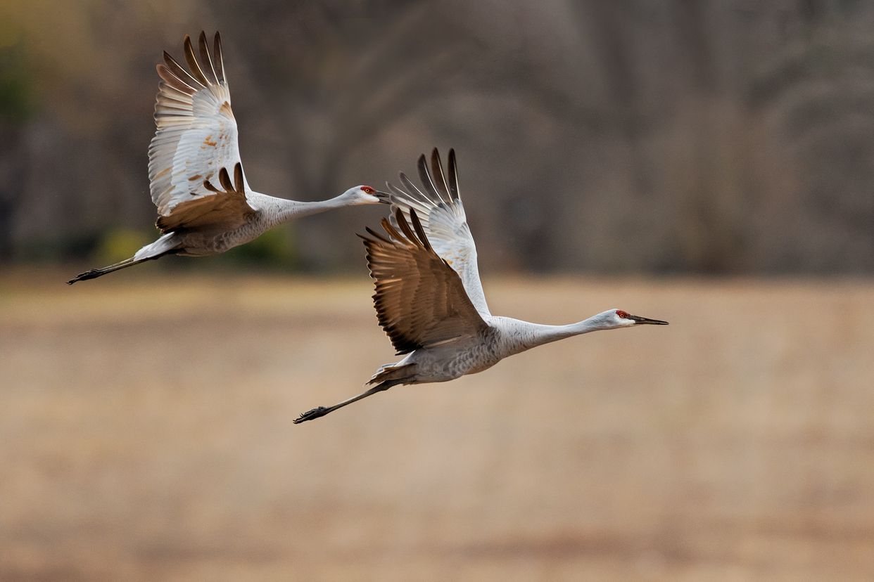 Wheeler National Wildlife Refuge