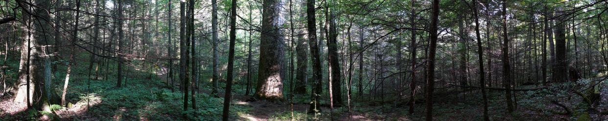 Joyce Kilmer Memorial Forest