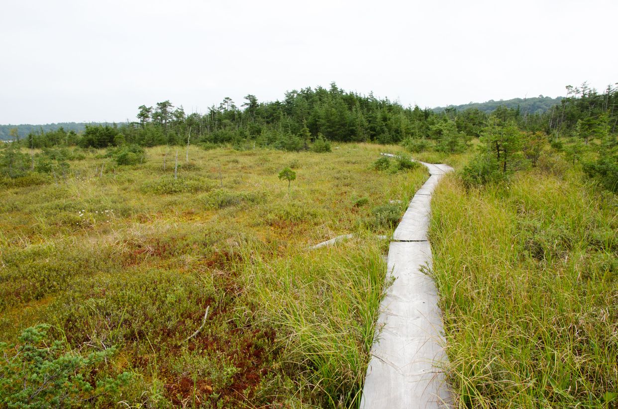 Ponkapaog Bog