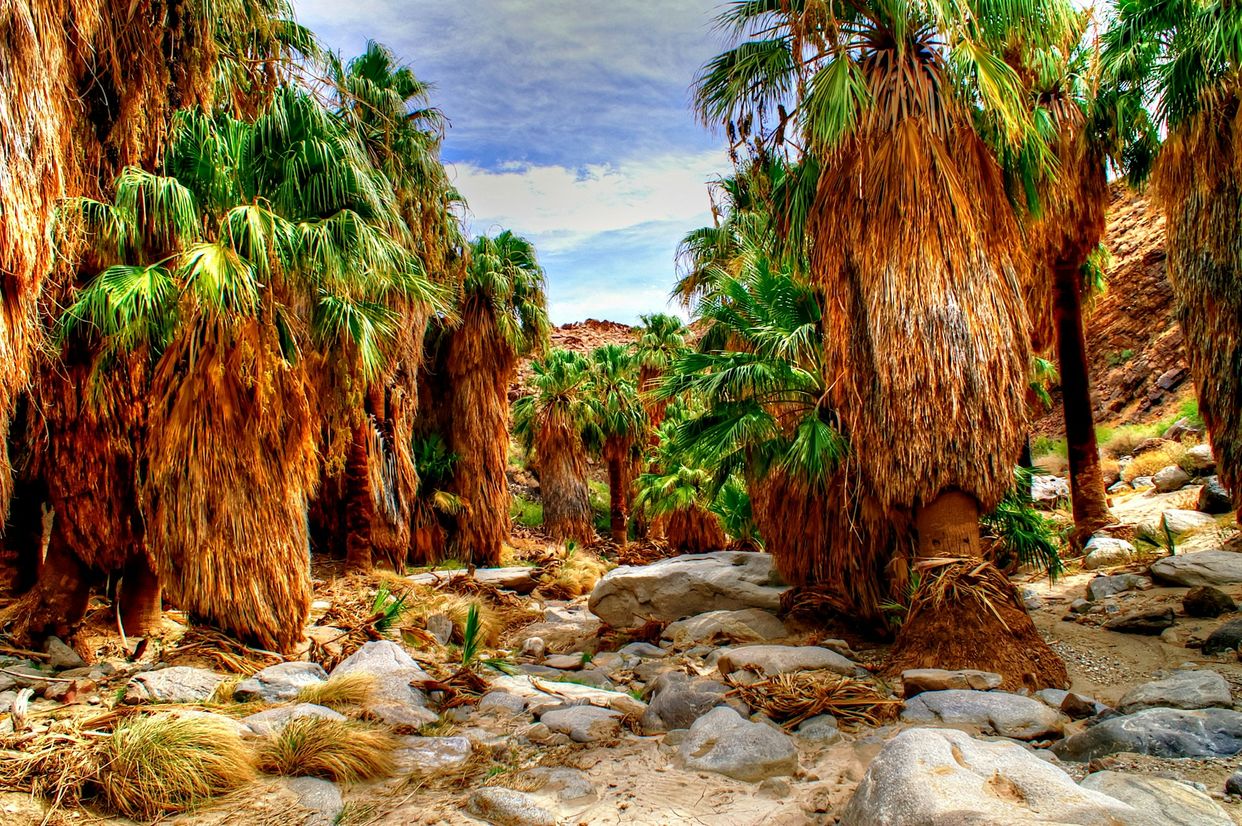 Palm Canyon