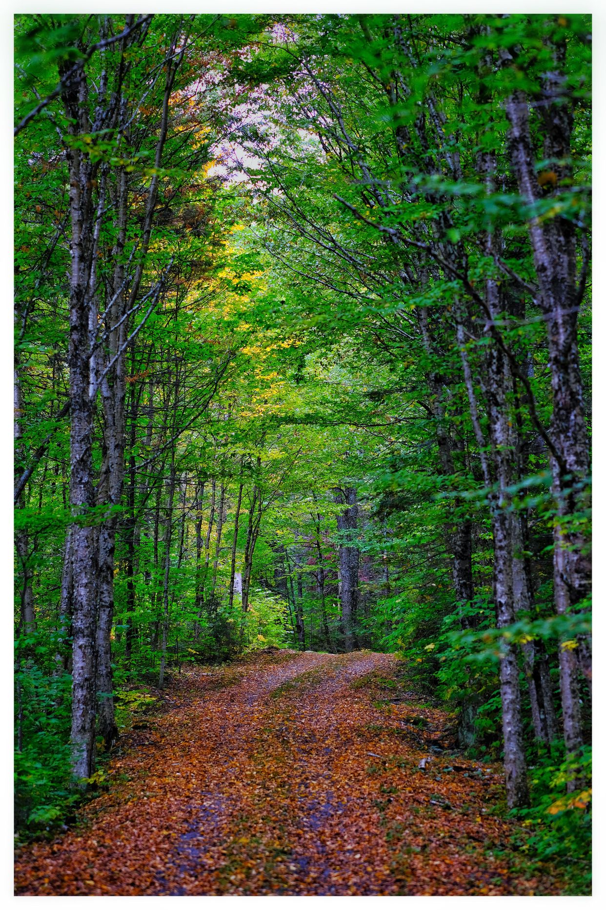 Parc National de la Mauricie 