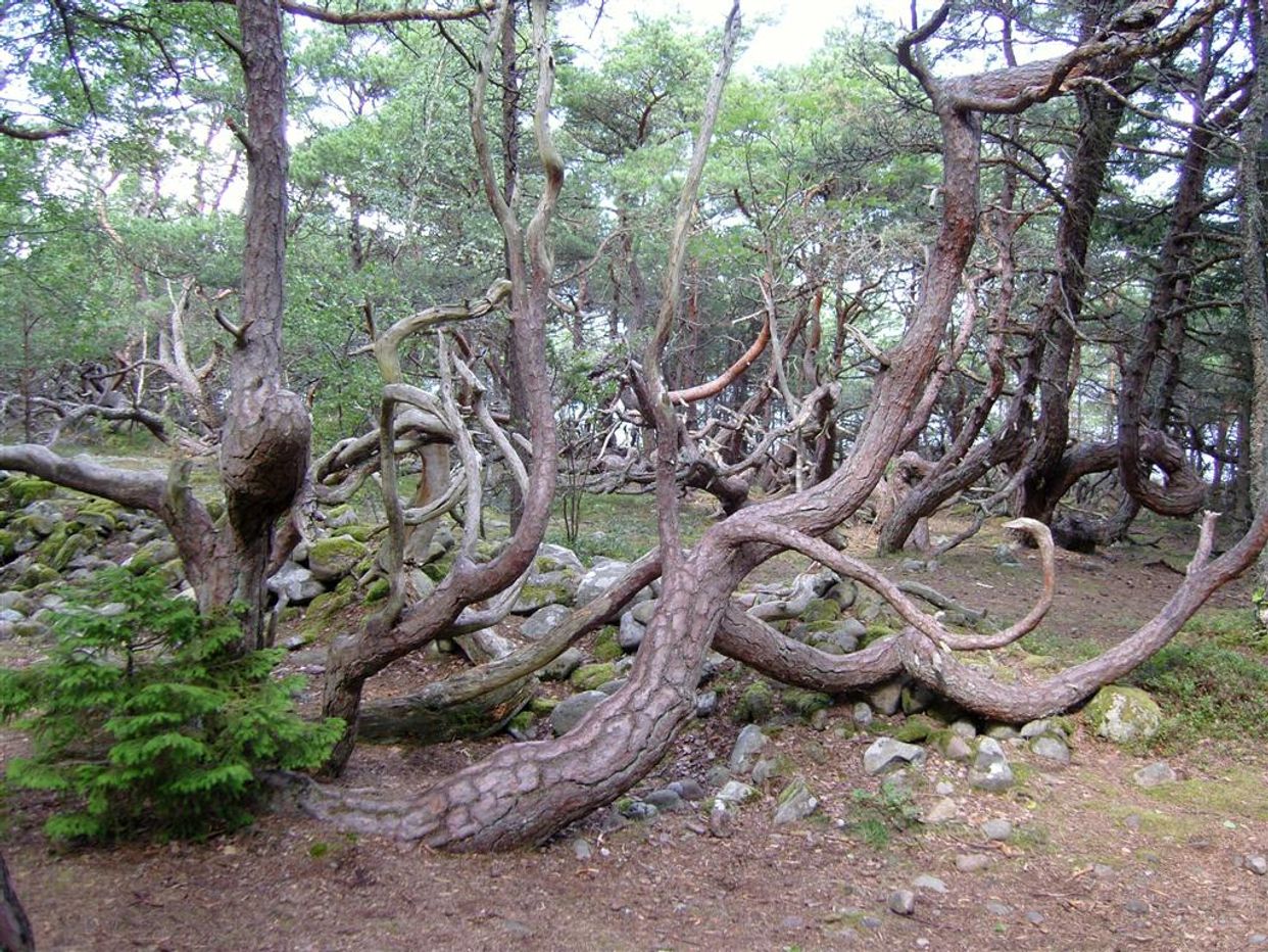 Trollskogen