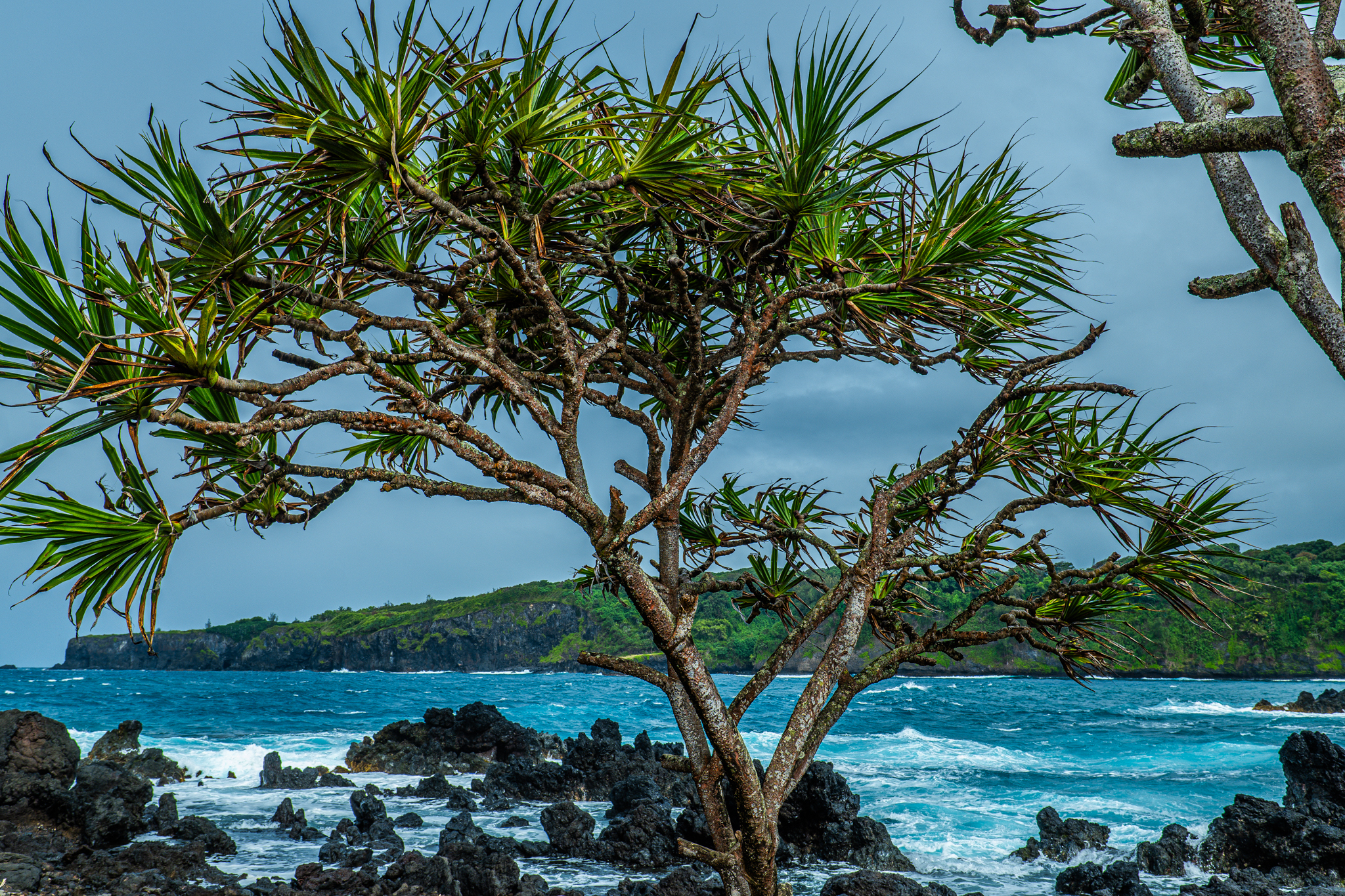 Road to Hana — Photo by Desert Heat Photography