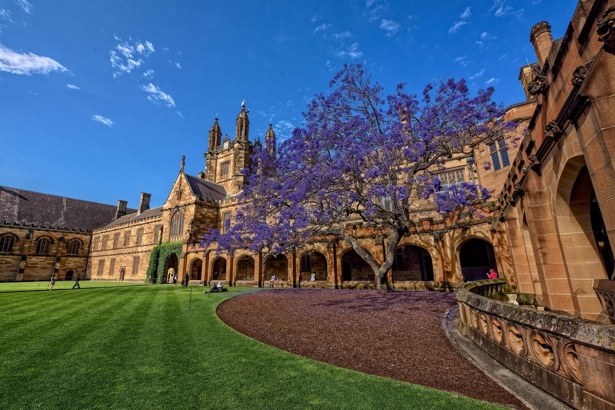 The Jacaranda Tree