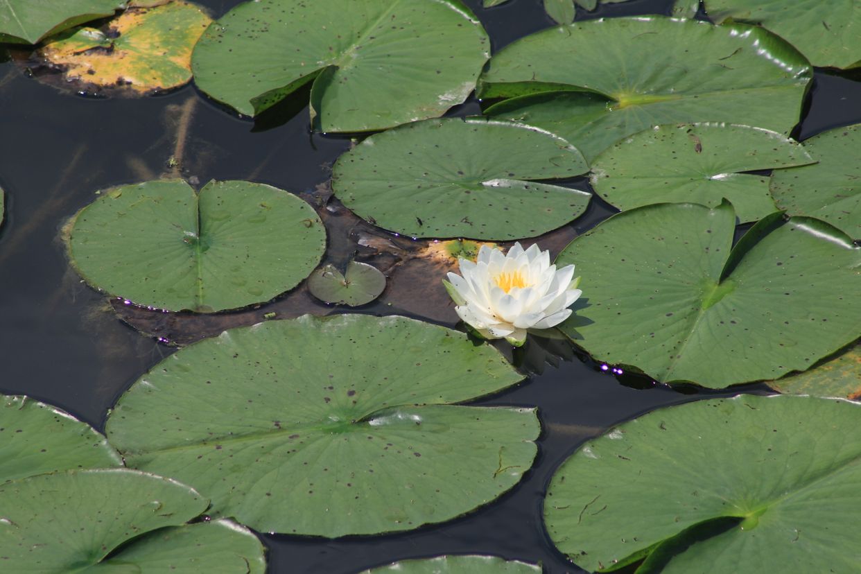 Nith River Lotus Flowers