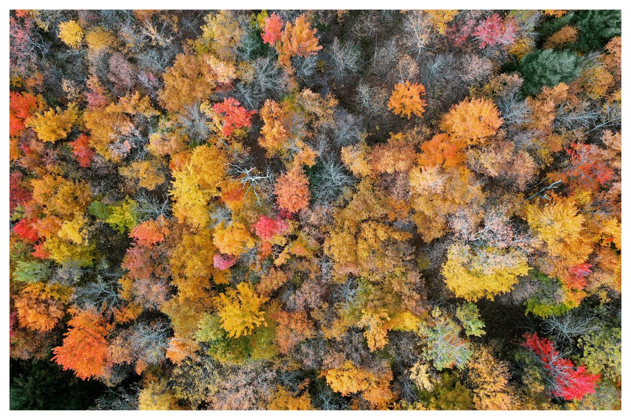 Lake Brome Forests