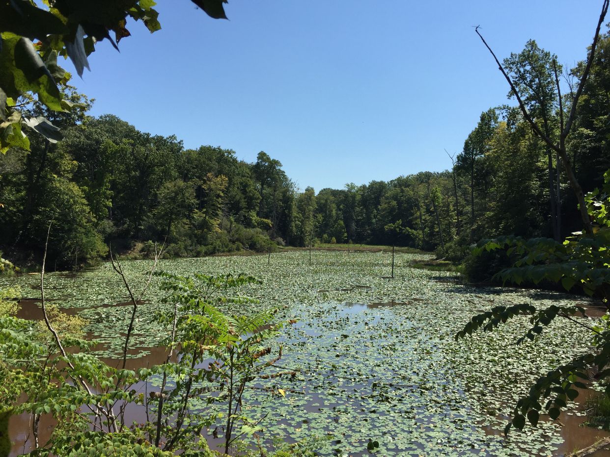 Pond View