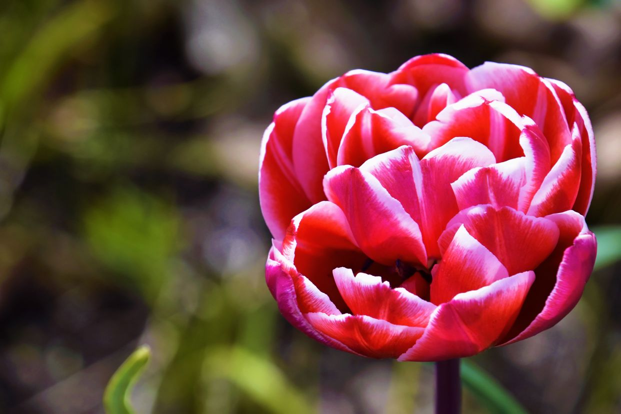 Toronto Botanical Garden