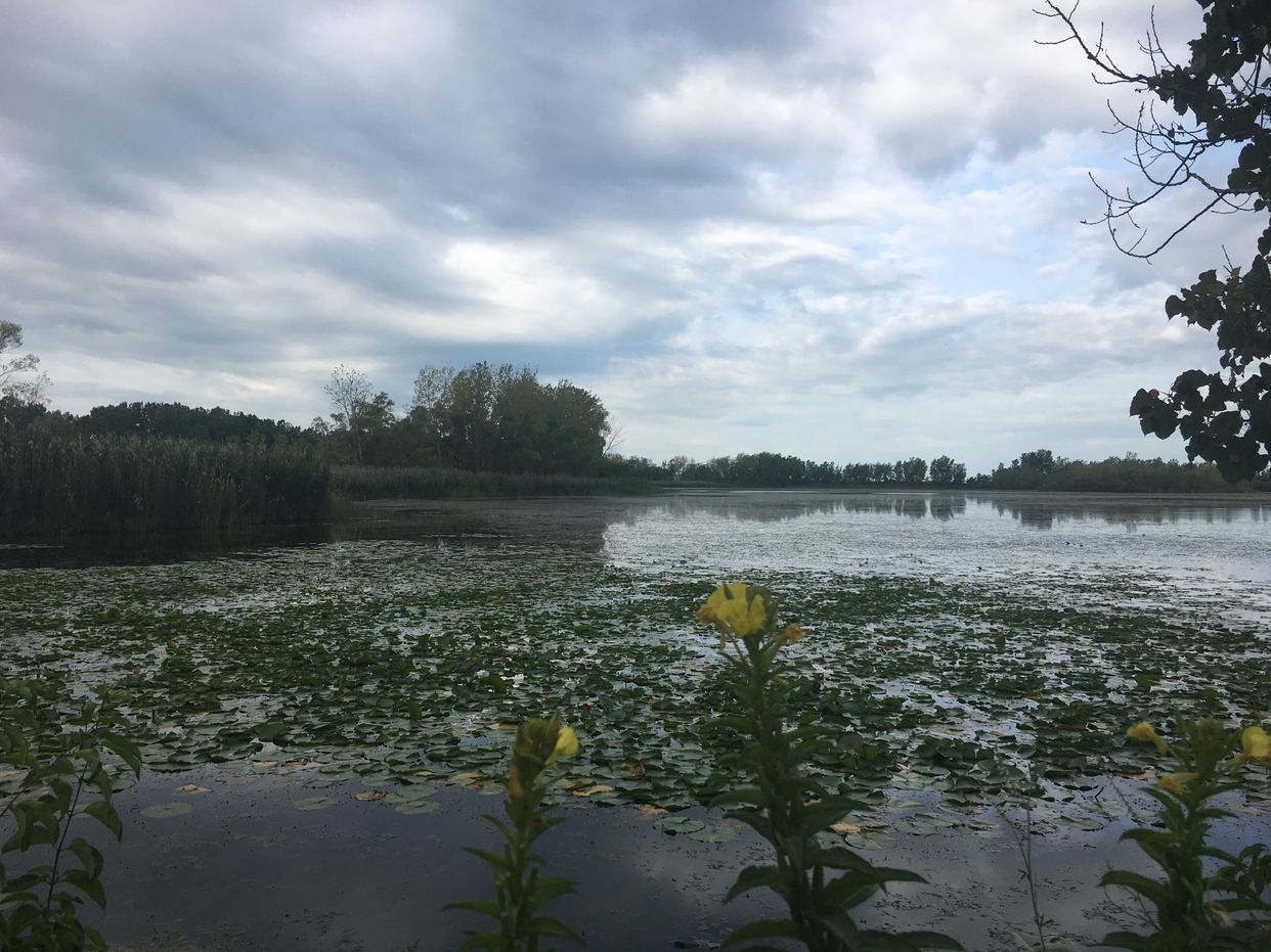 Lake Henry Marsh