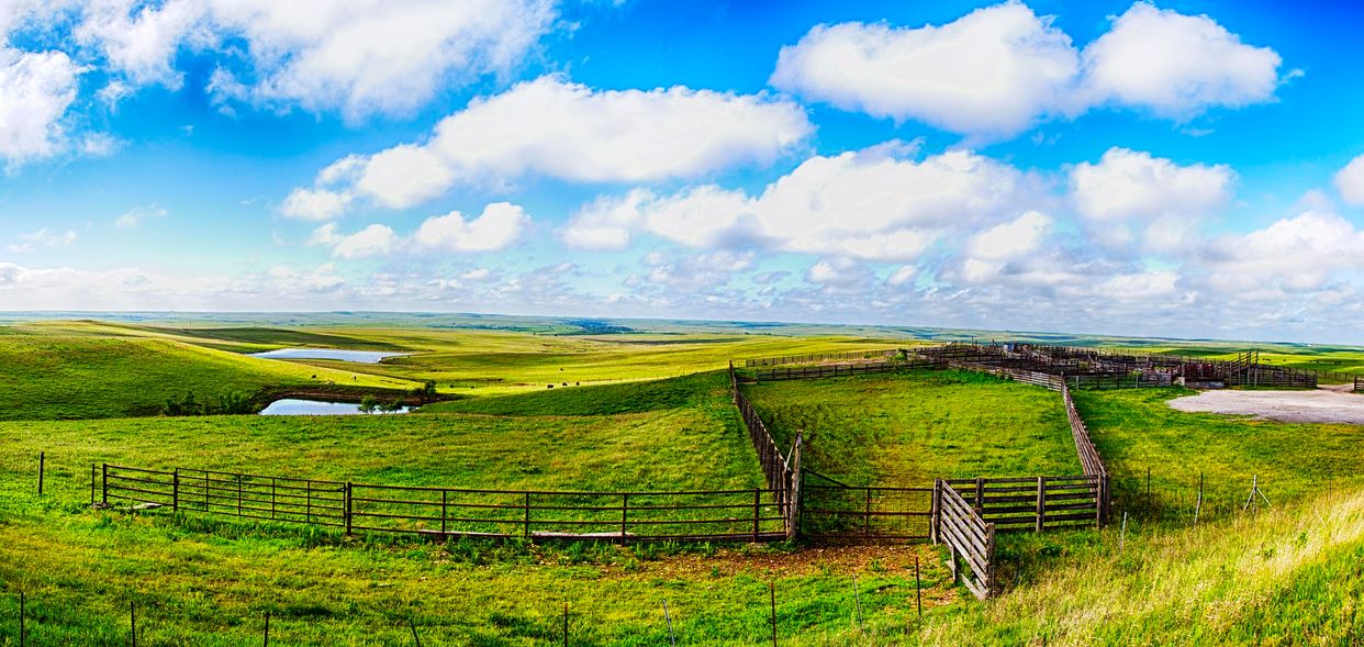 Bazaar Cattle Pens