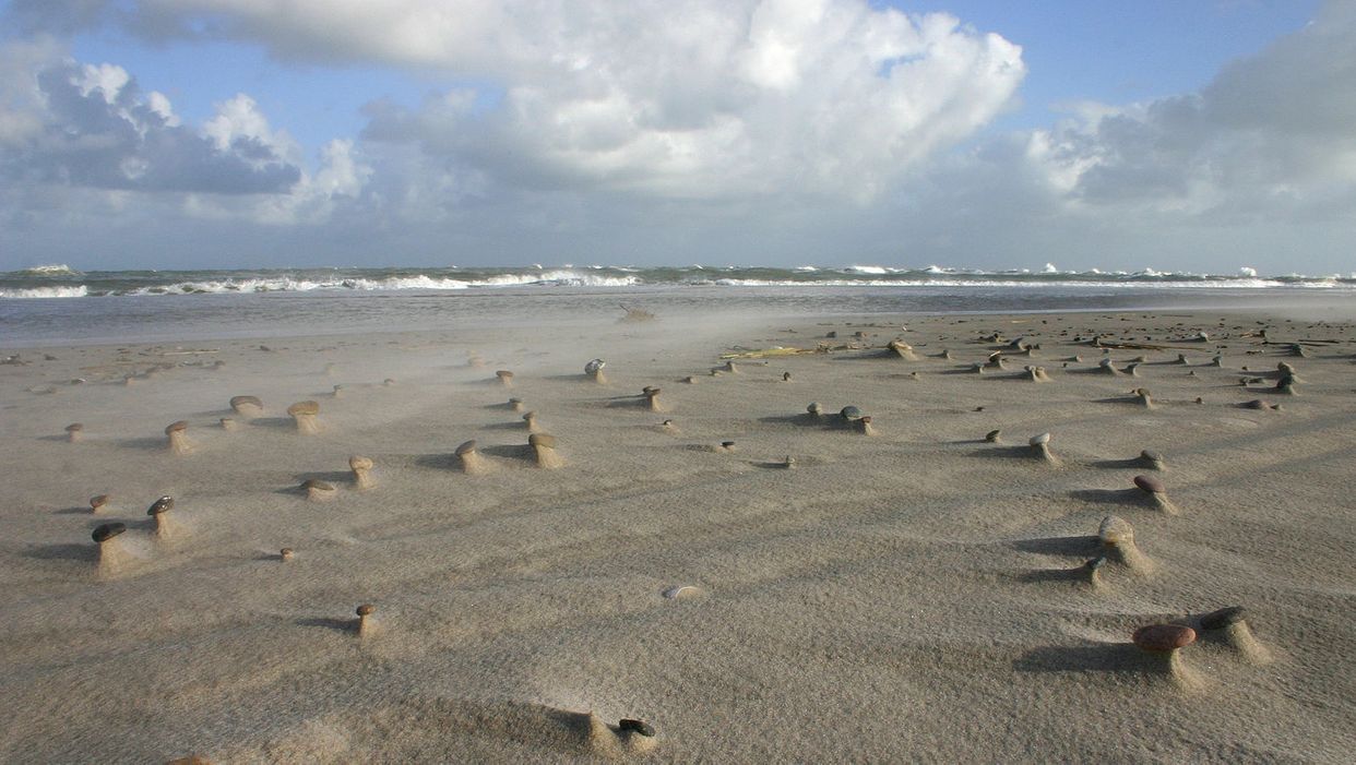 Grenen
