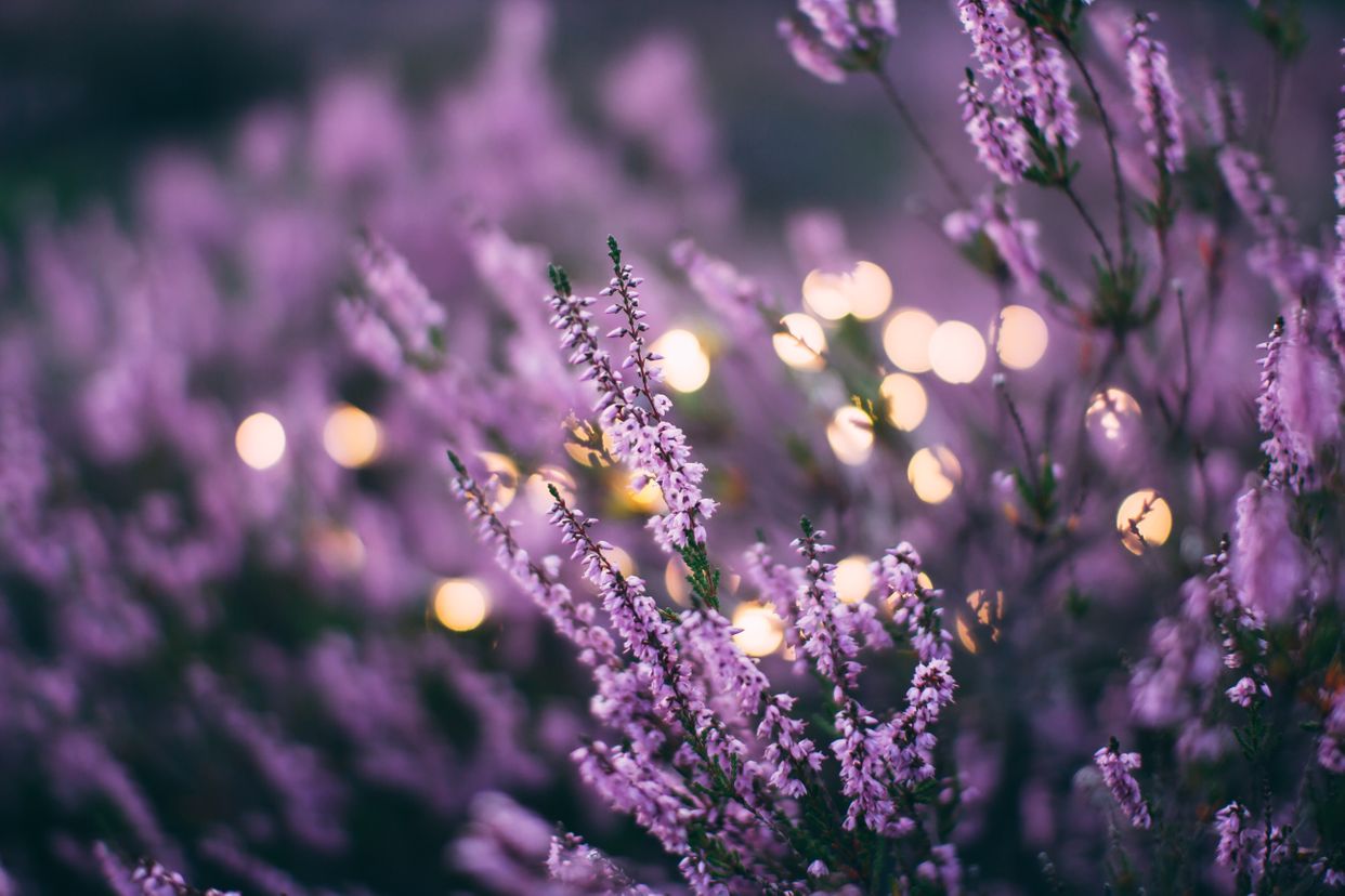 Scented Acres Lavender Farm