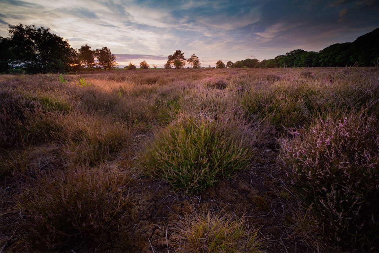Nationaal Park De Sallandse Heuvelrug
