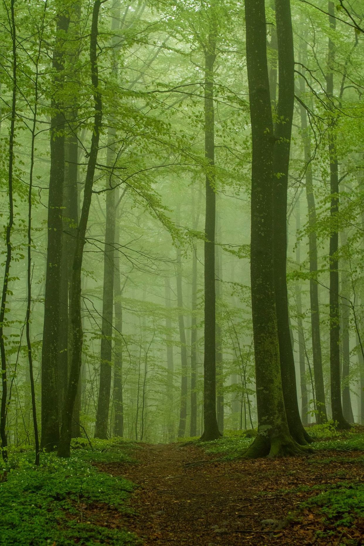 Bøkeskogen