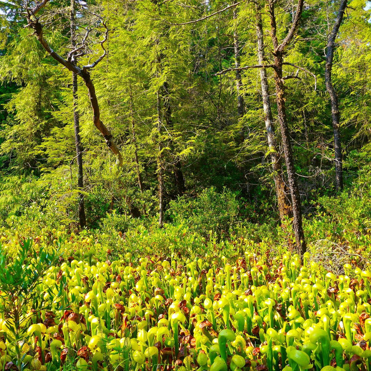 Darlingtonia State Natural Site