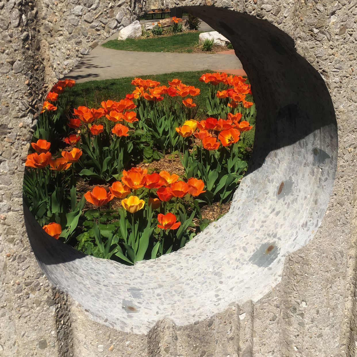 Flowers and Concrete