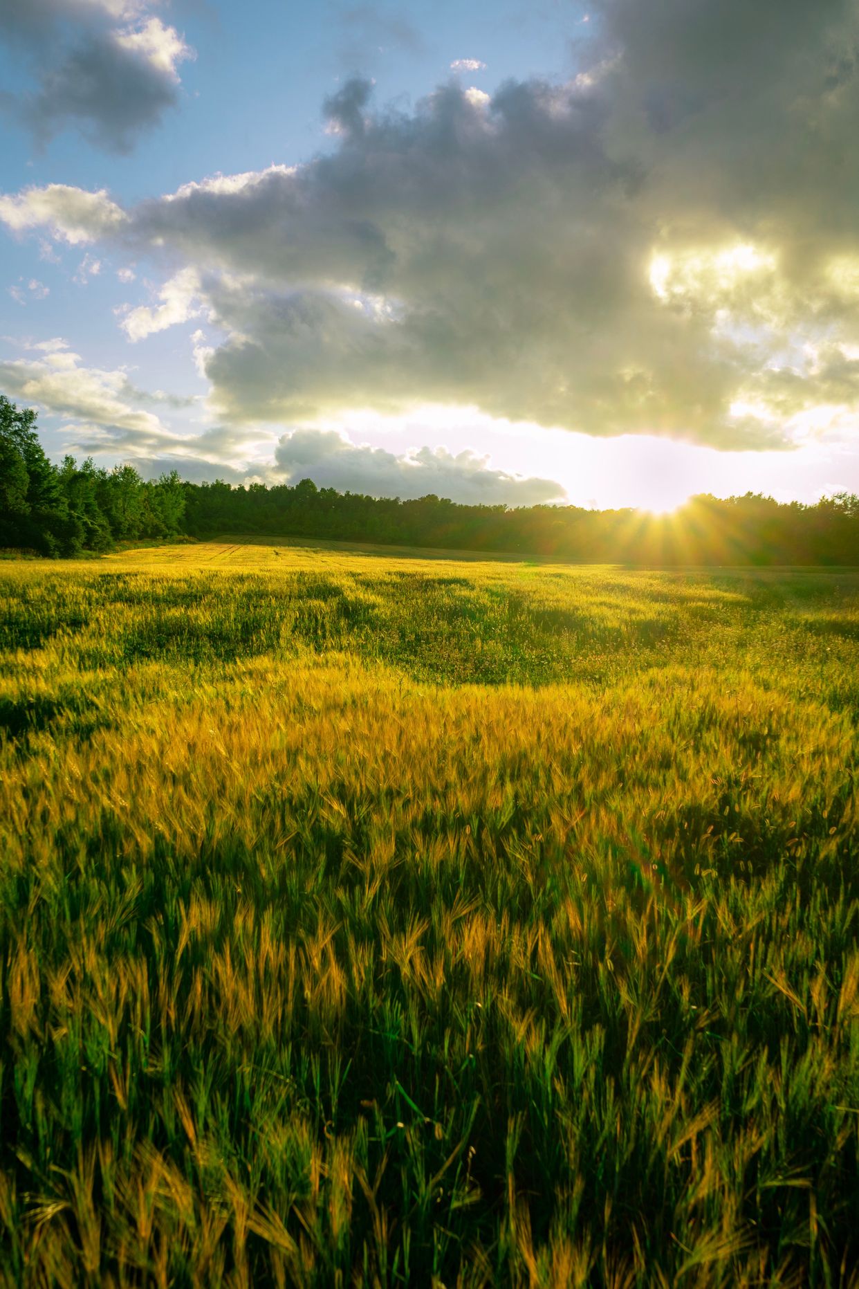 Countryside View