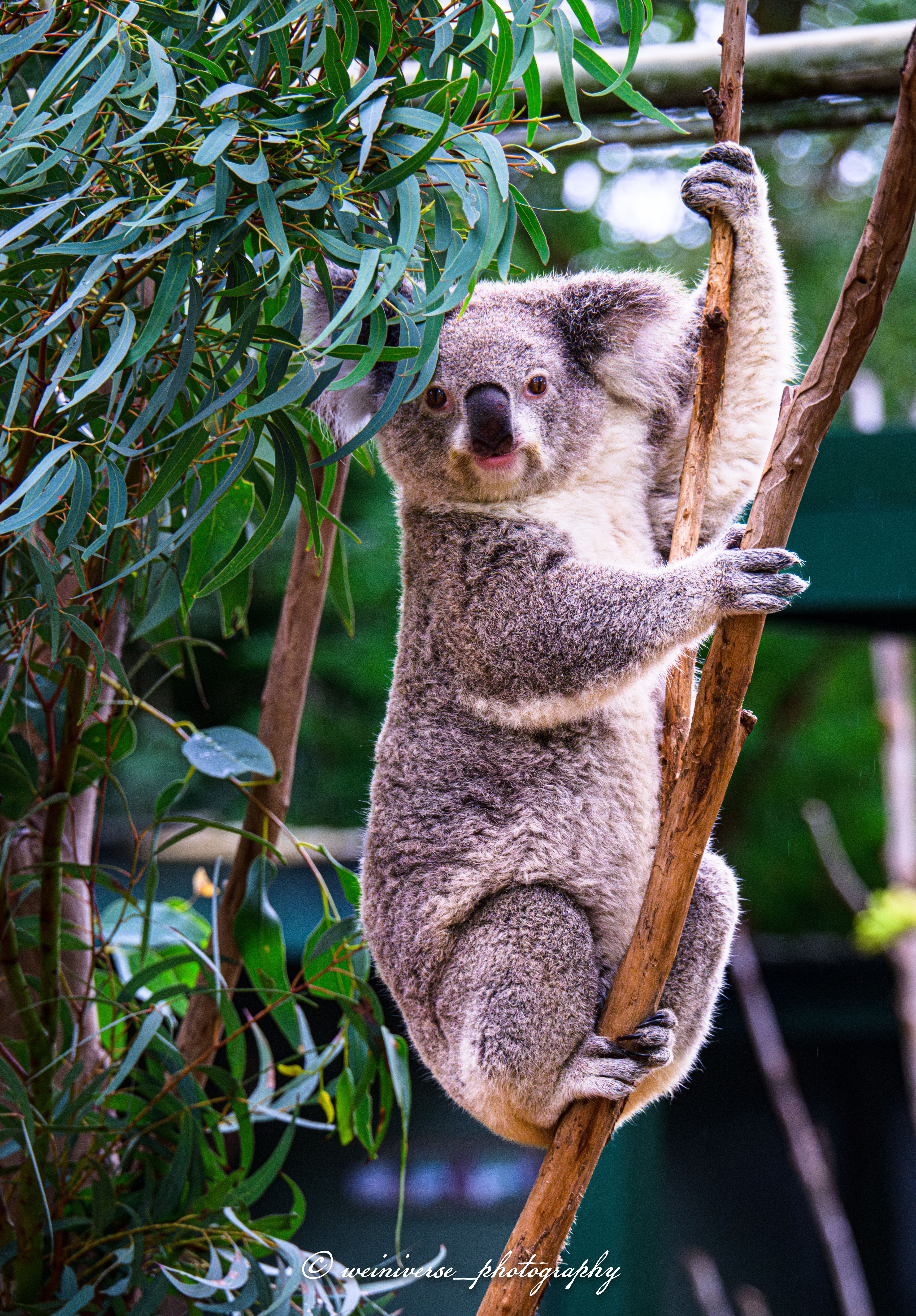 Featherdale Sydney Wildlife Park — Photo by @weiniverse_photography