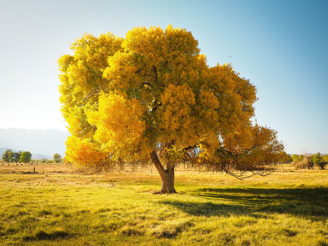 Lone Tree