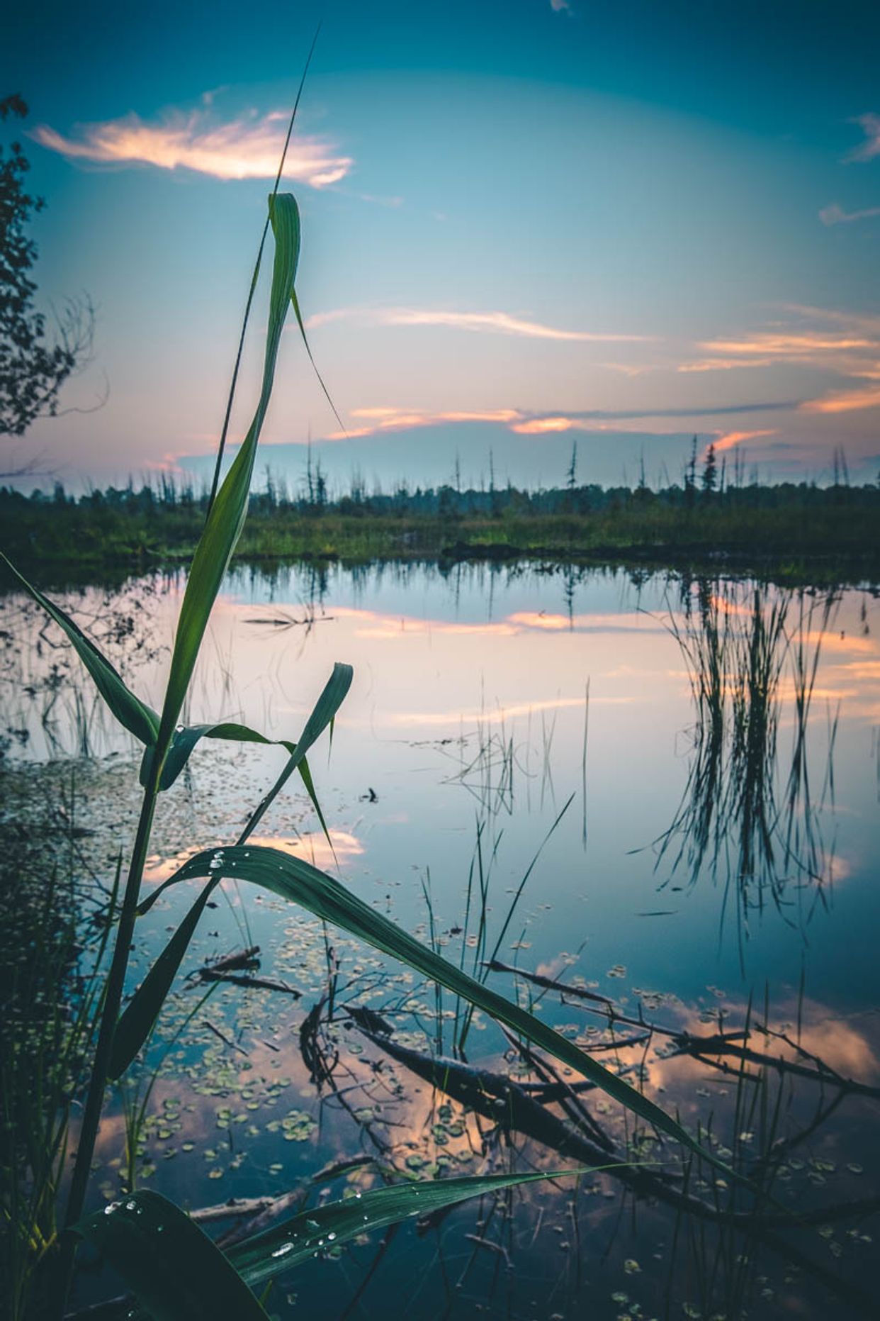 Stoney Swamp