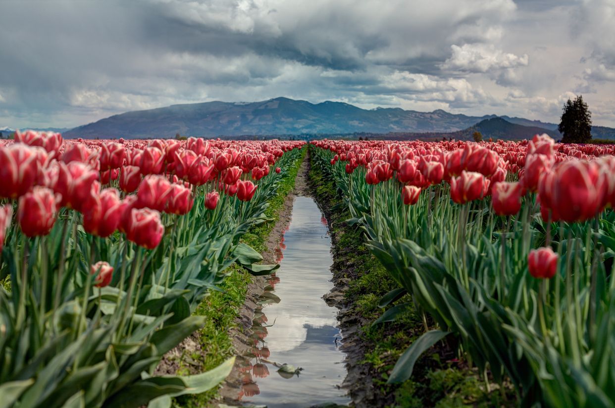 Tulip Field Lookout