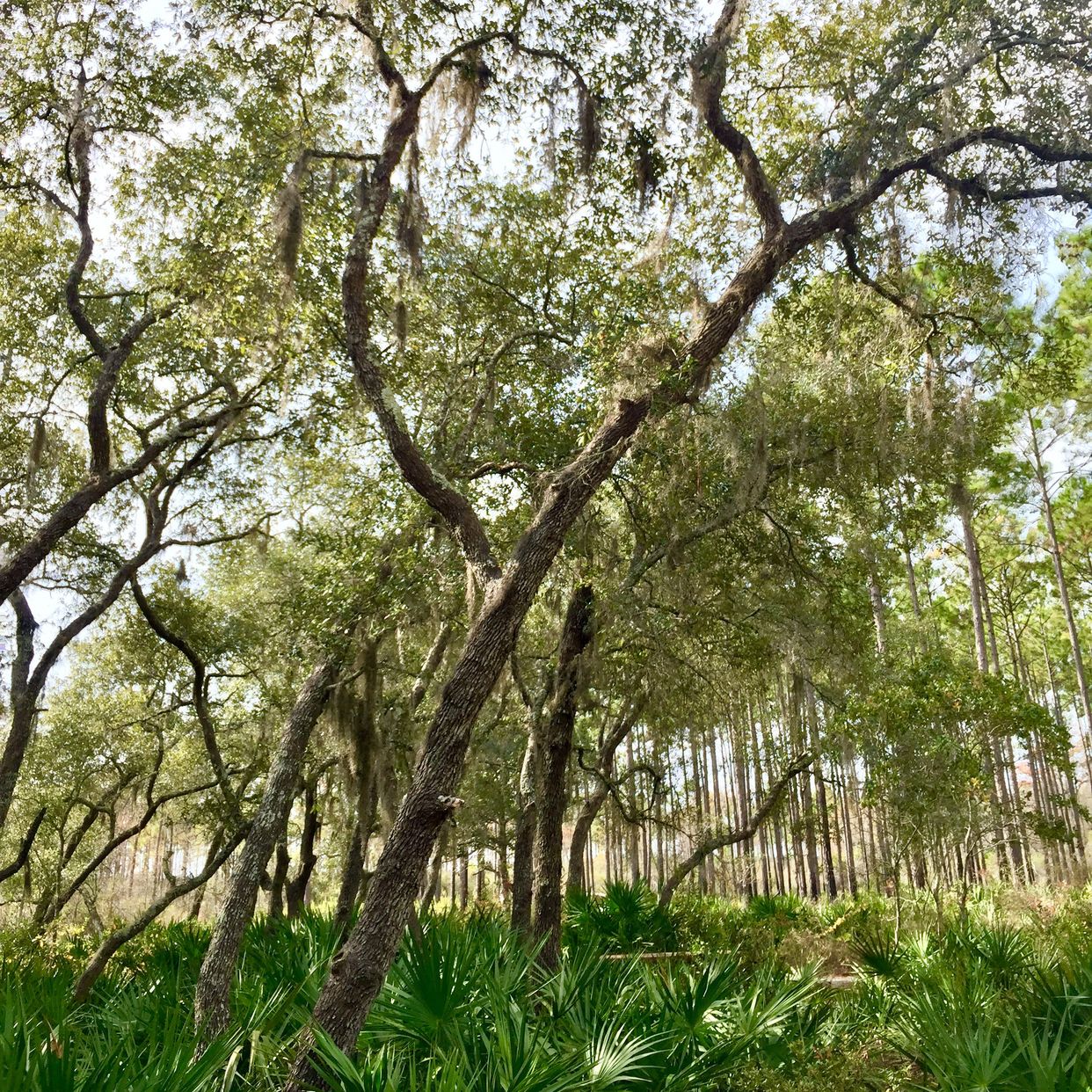  Cypress Pond Trail