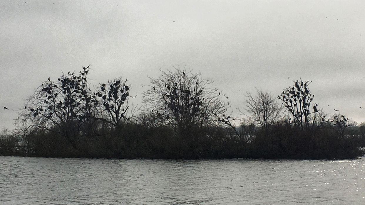 View of the Nesting Grounds 