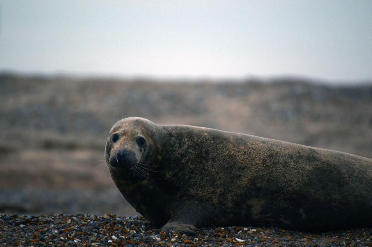Blakeney Point Seals