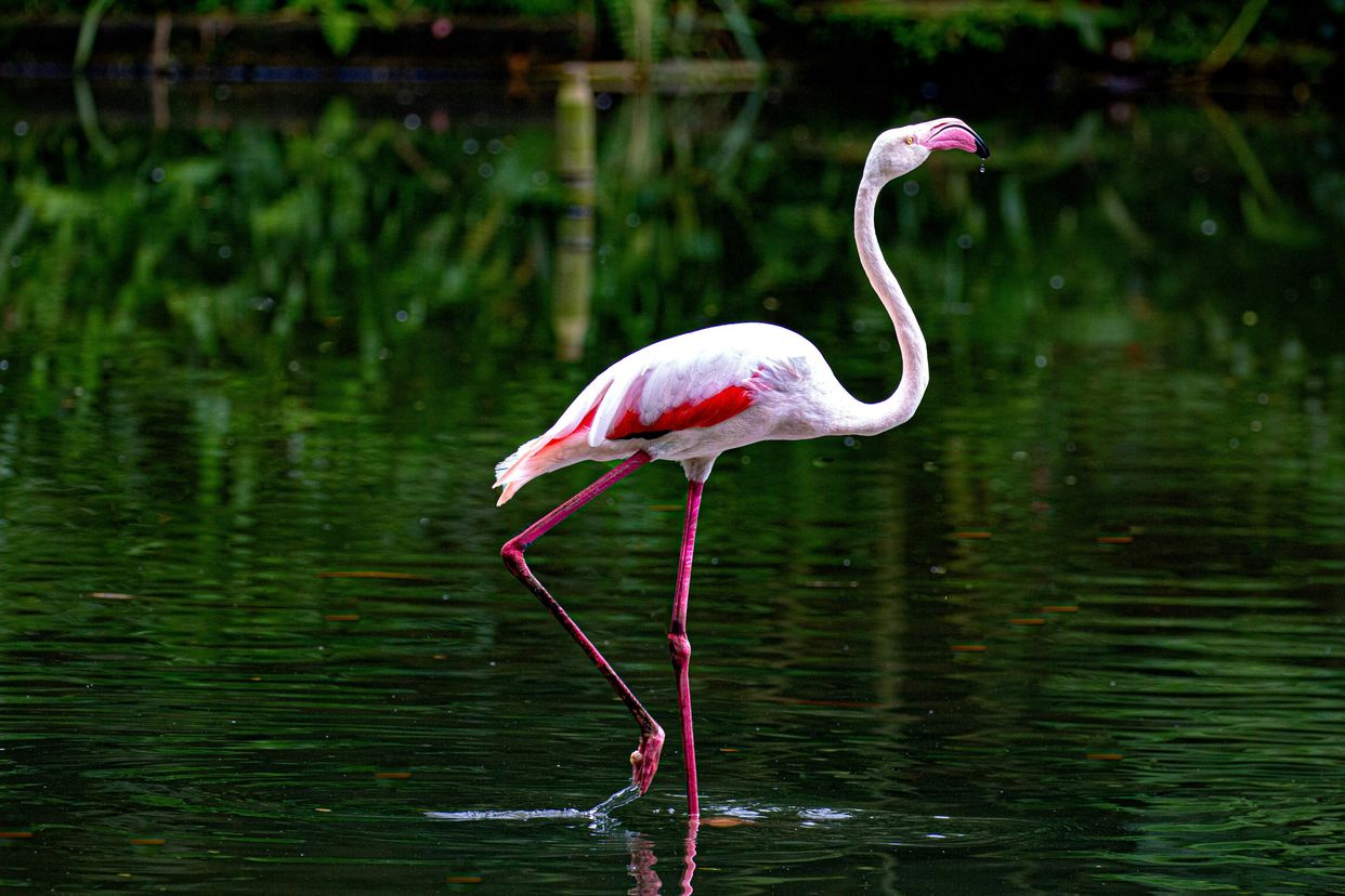 Lorong Halus Wetland