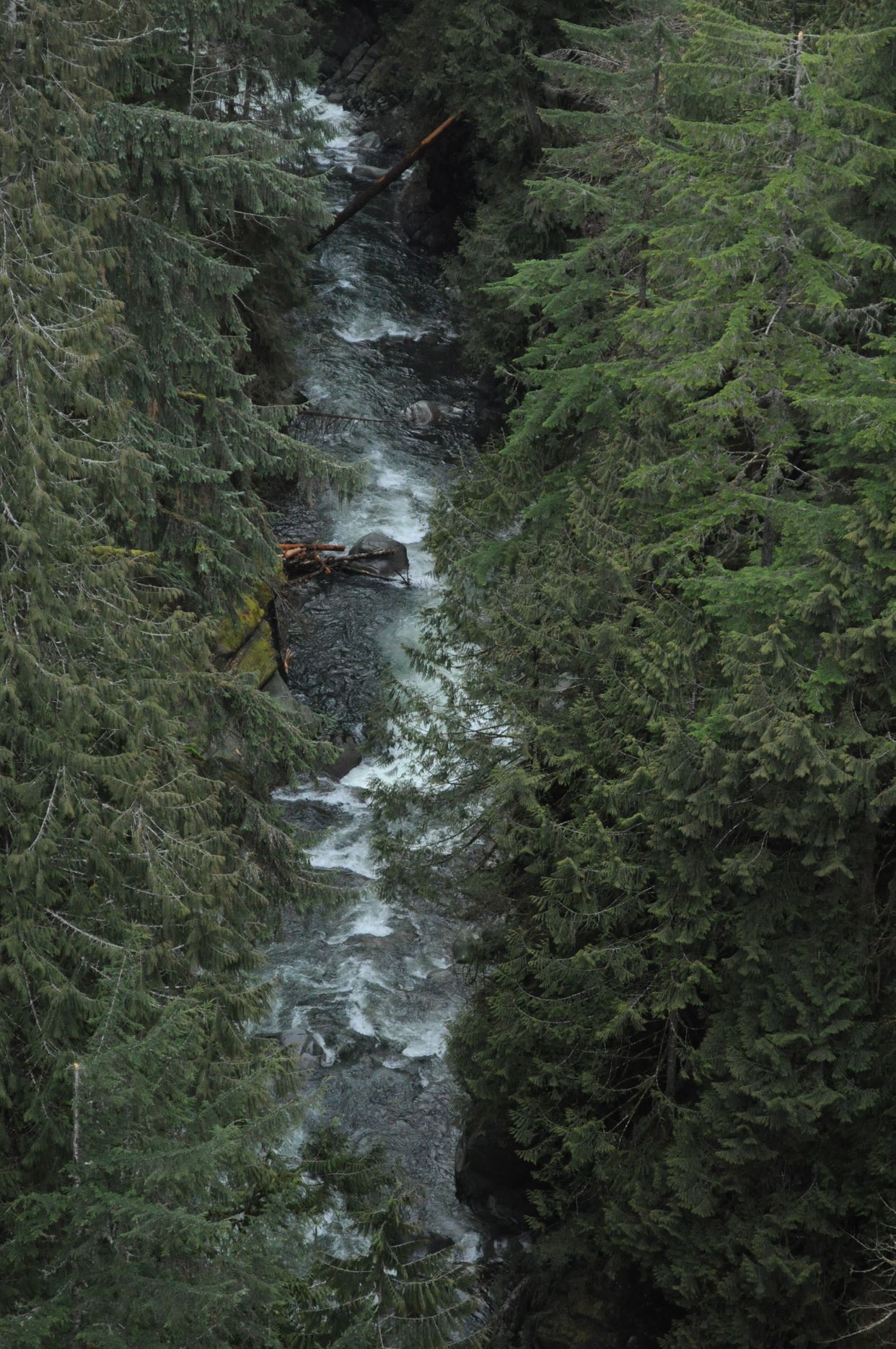 Carbon River 