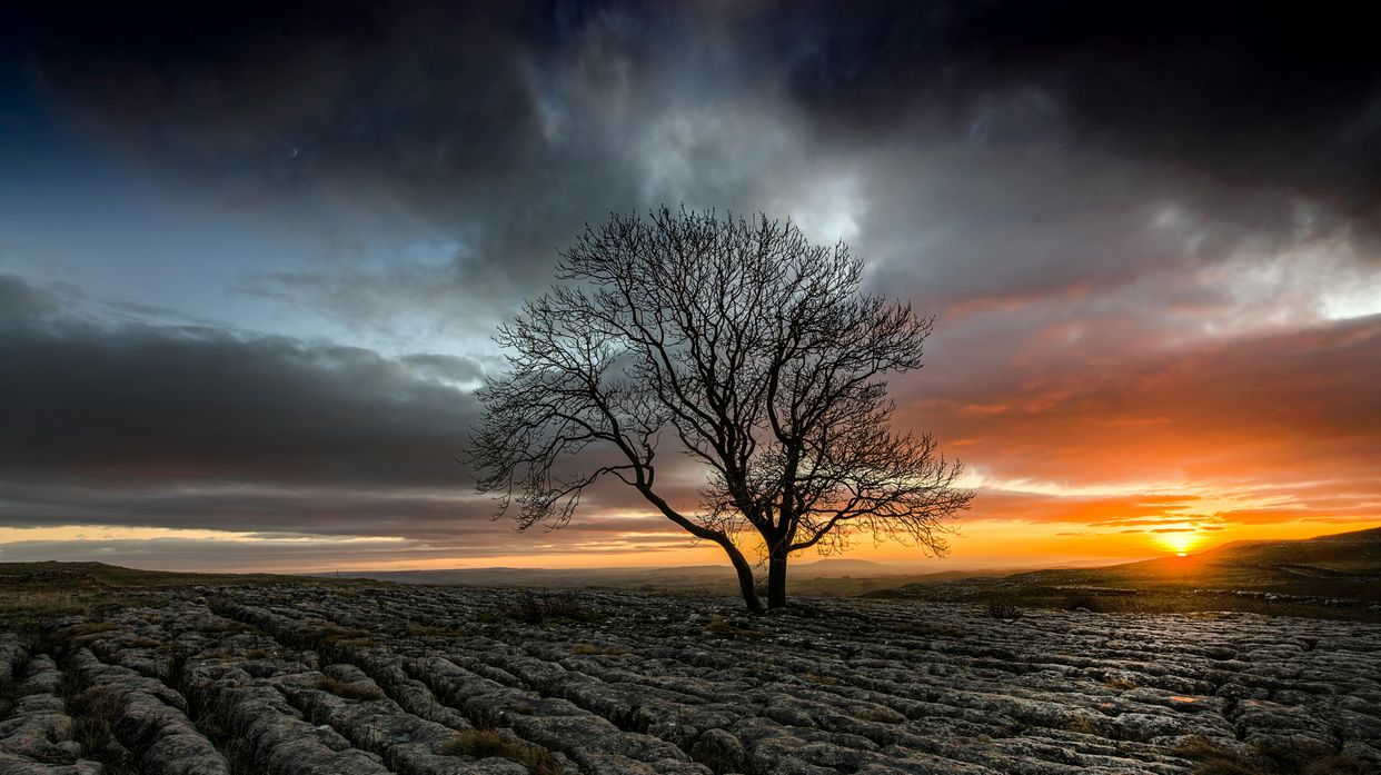 Malham Cove Lone Tree