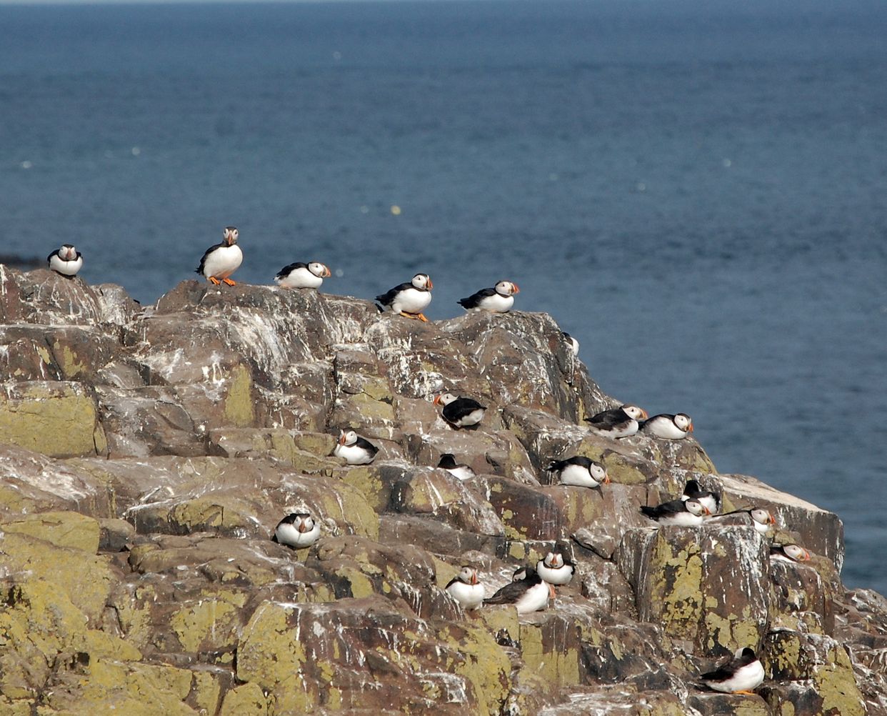 Inner Farne Island
