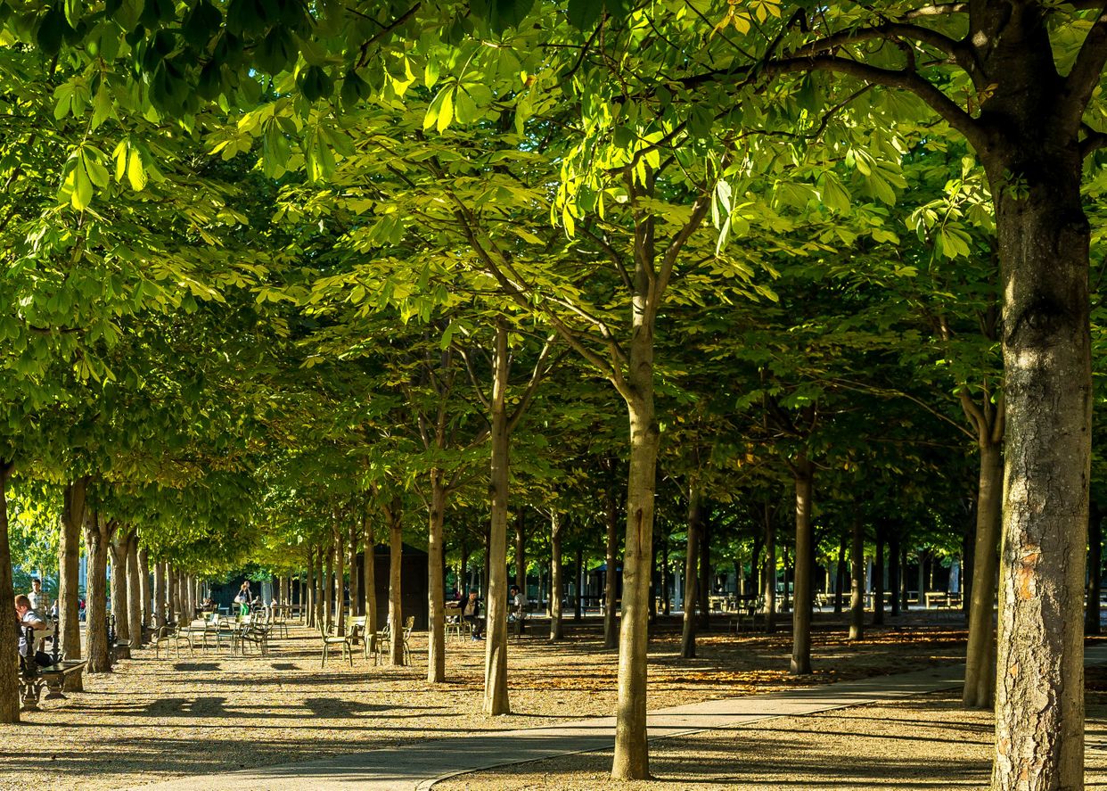 Luxembourg Garden Trees