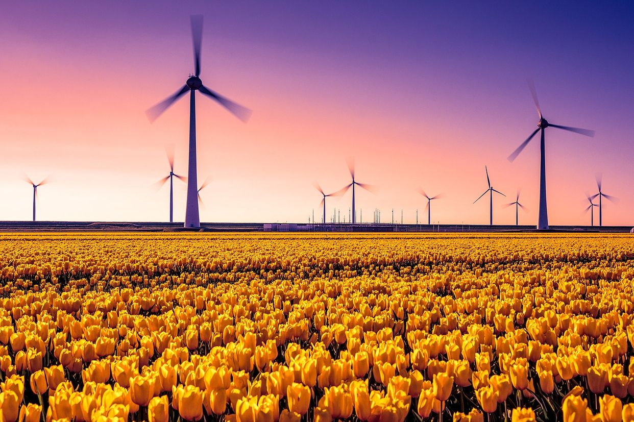 Creil Tulip Fields