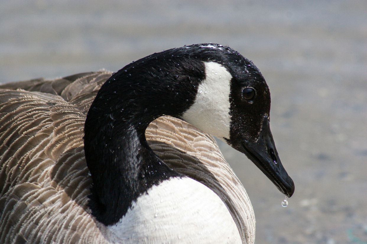 Cuskinny Marsh Nature Reserve