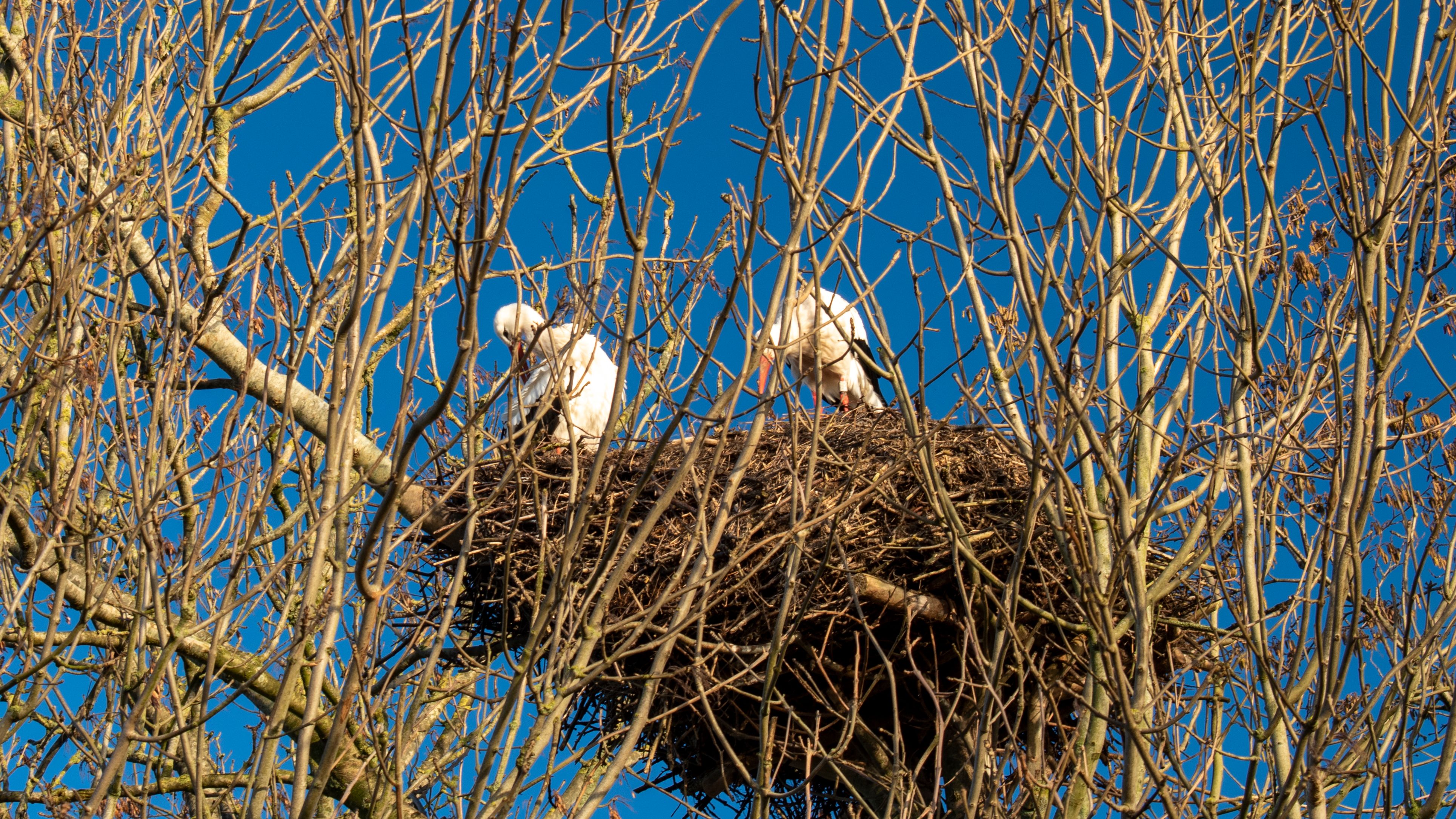 Vogelkijkhut Earnesleat — Photo by rarekwibus.nl