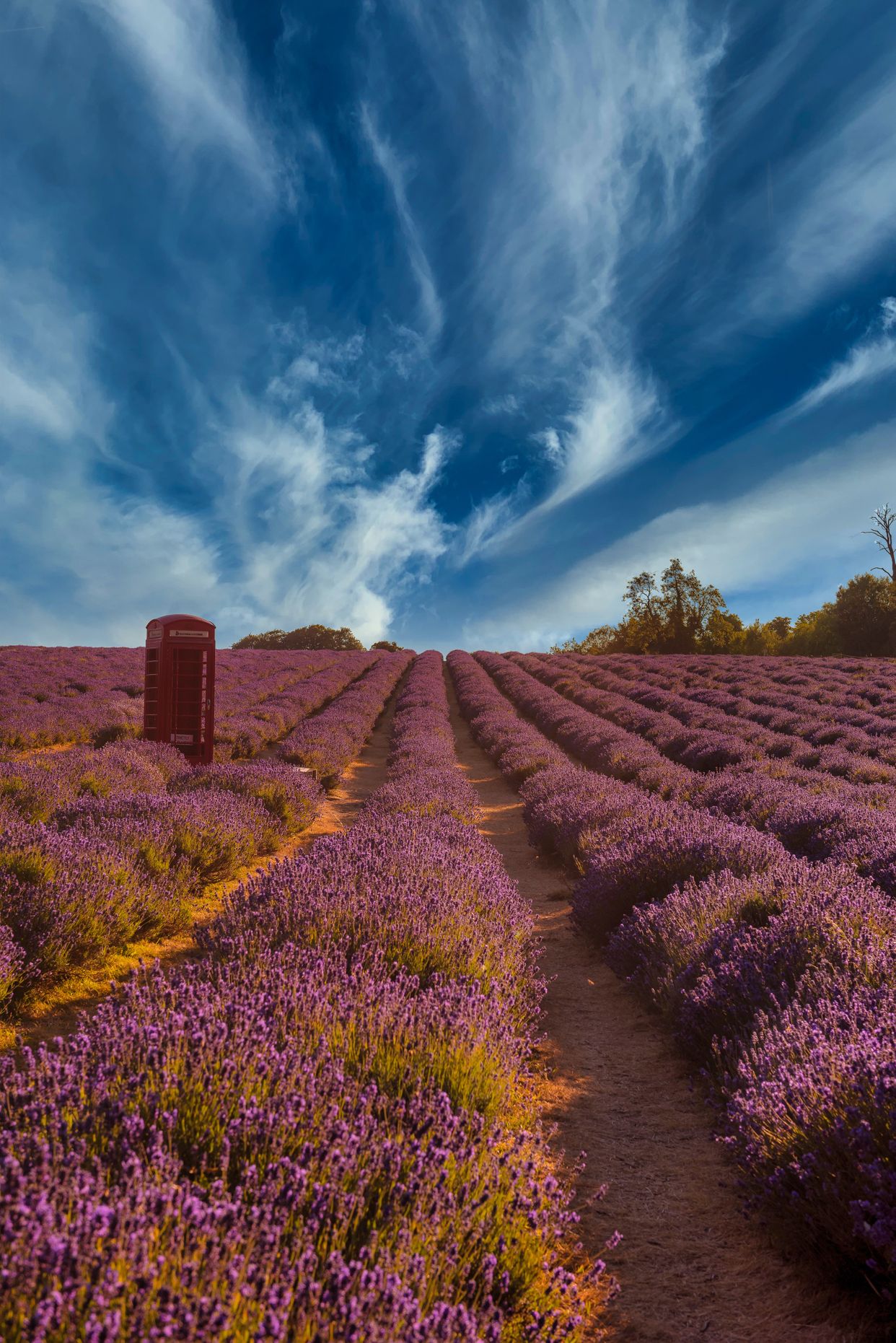 Mayfield Lavender Farm