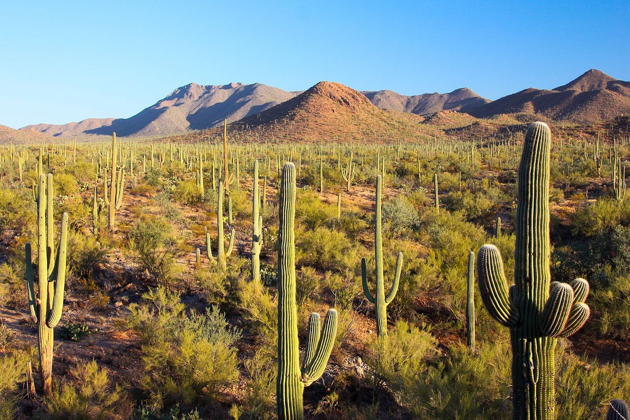 Cactus Wren Trail