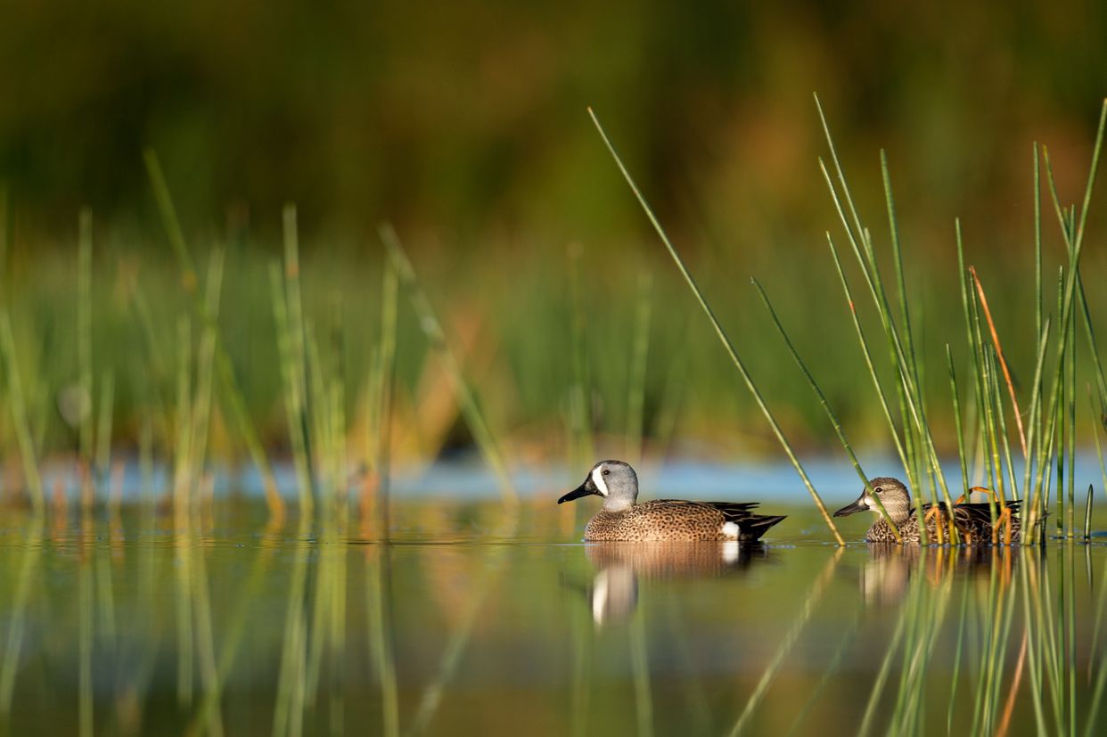 Amherst Point Migratory Bird Sanctuary