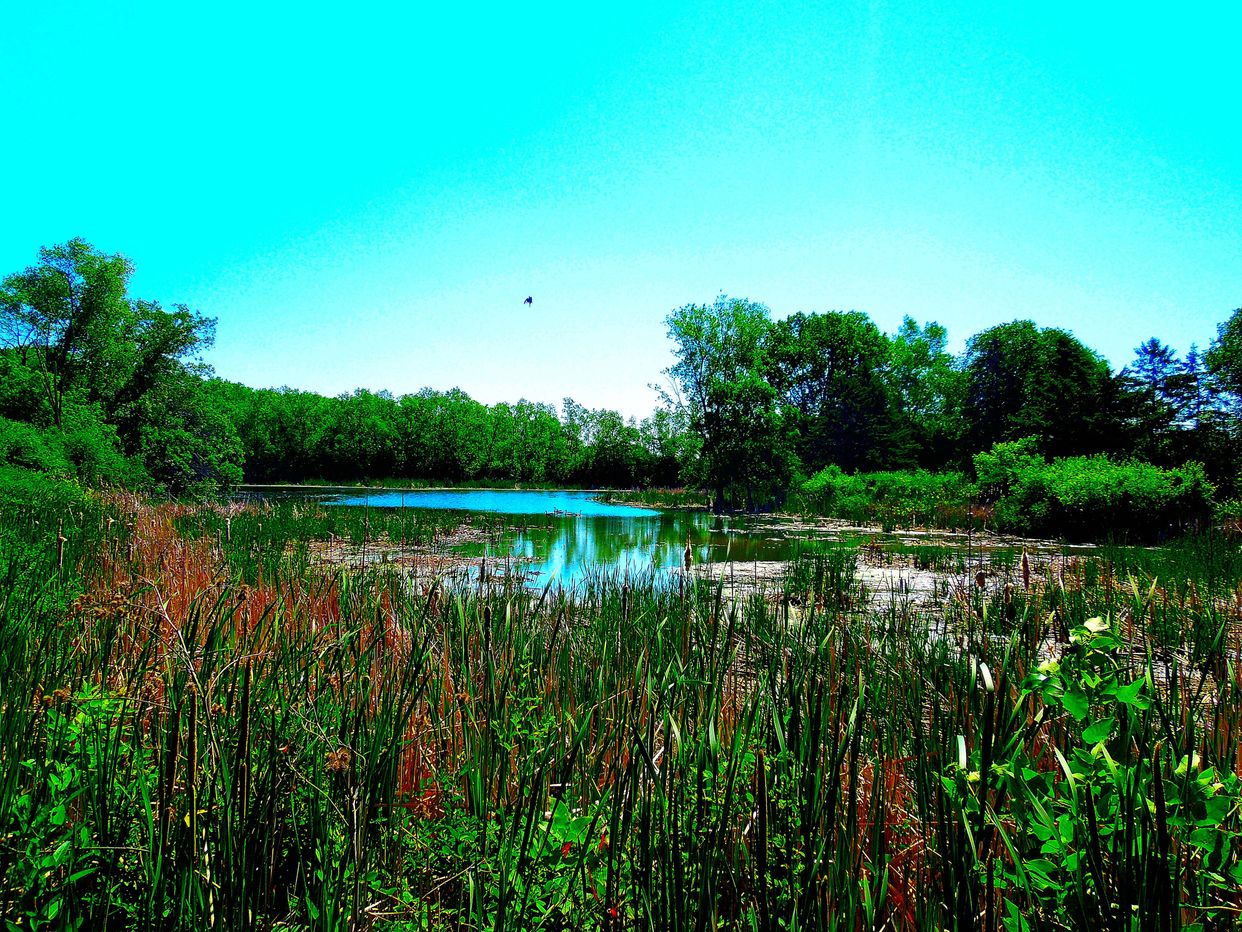 Wetlands