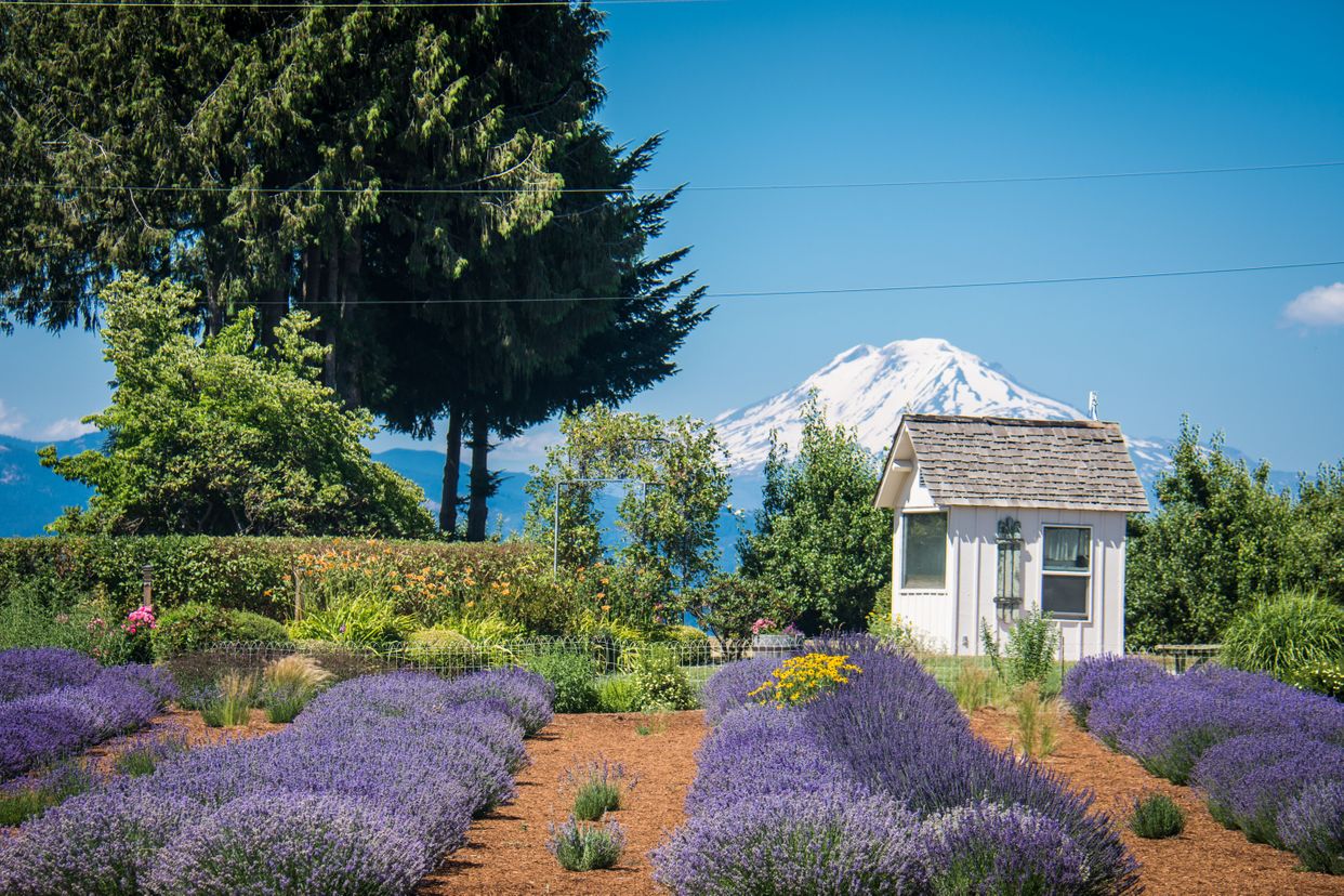 Hood River Lavender Farms