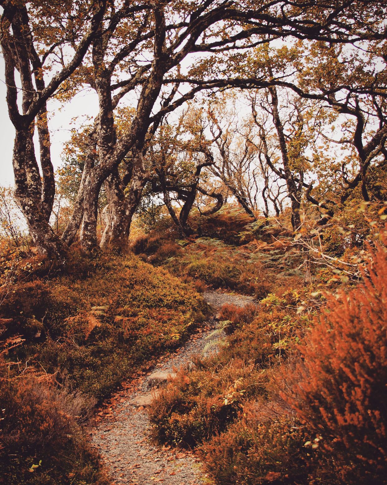 Knapdale Beaver Trail