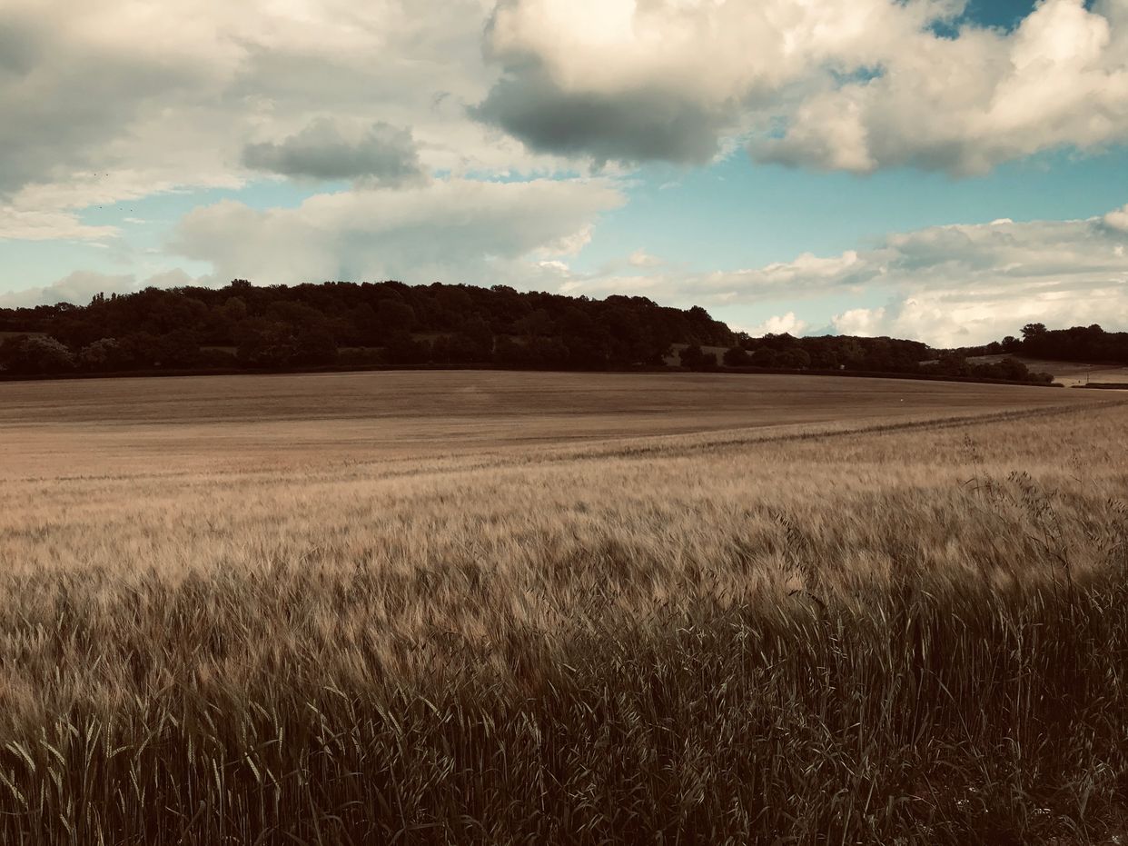 Peaceful Field