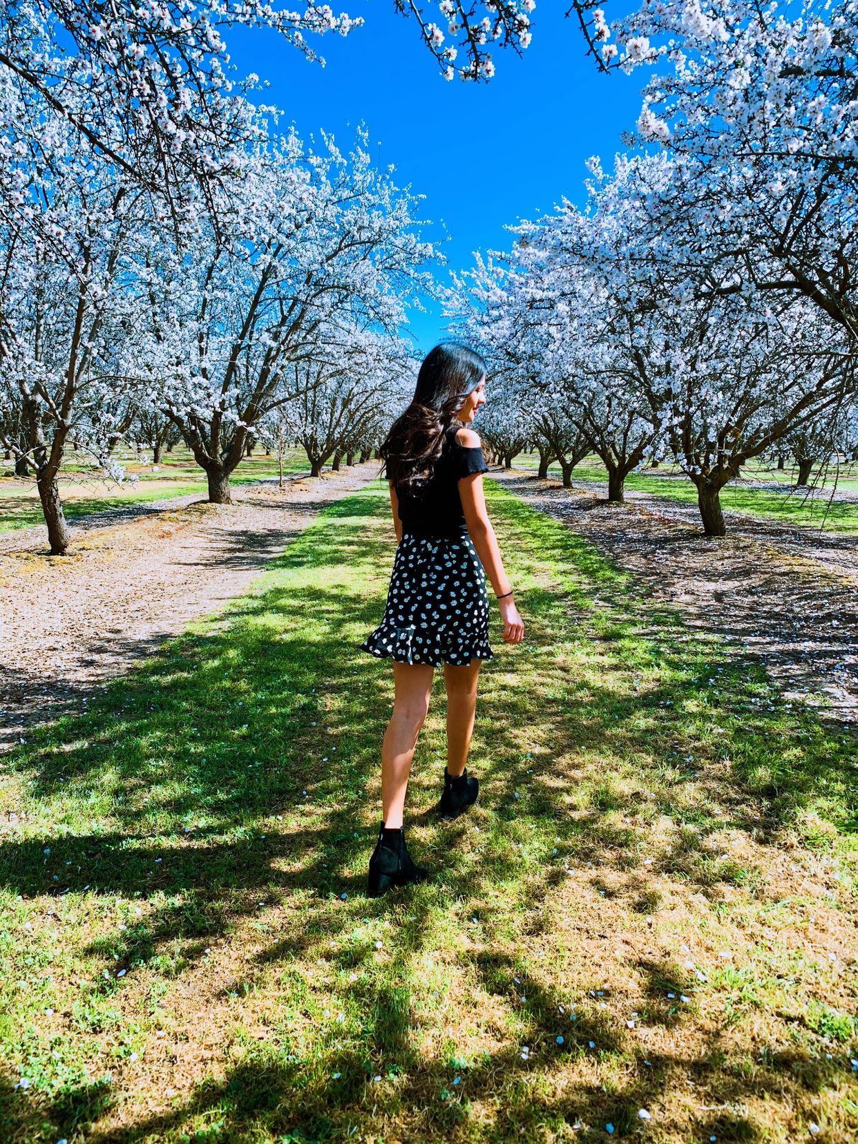 Orchard View