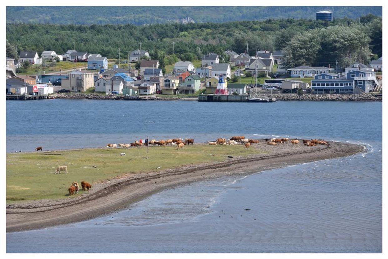 Coastal Meadow