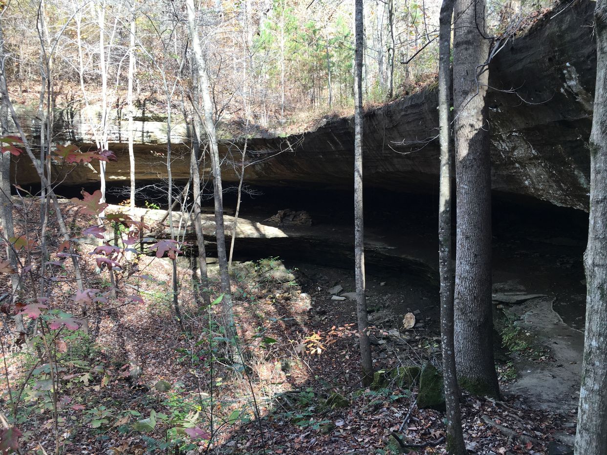  Tree Fern Cave