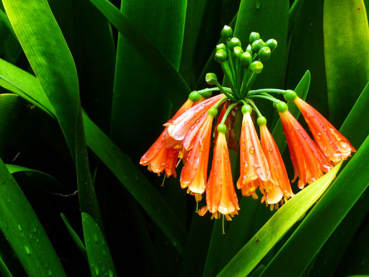 Royal Botanic Garden Sydney